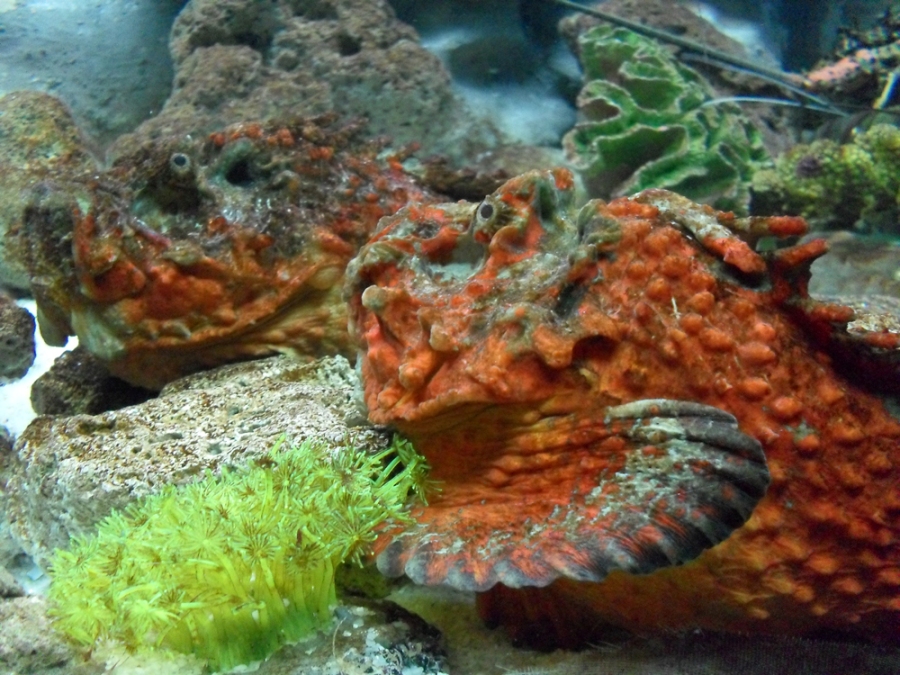 Manila Ocean Park - Rockfish