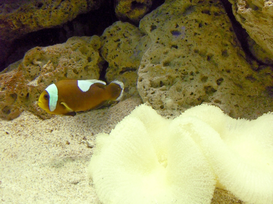 Manila Ocean Park - Clownfish