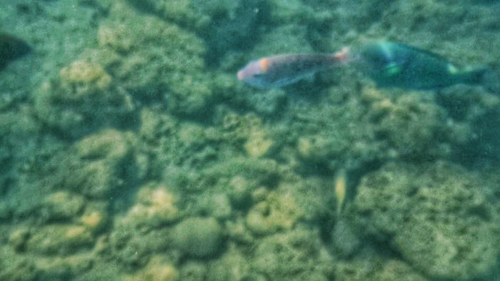 Fishes in Subic, Zambales
