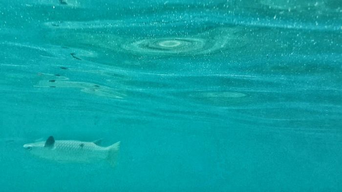 Diamond scale mullet (banak) fishes in Subic, (Zambales Philippines)