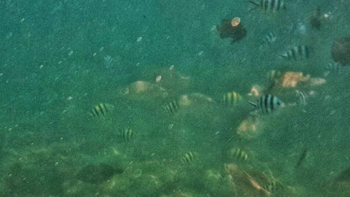 Swimming with fishes in Subic, (Zambales Philippines)