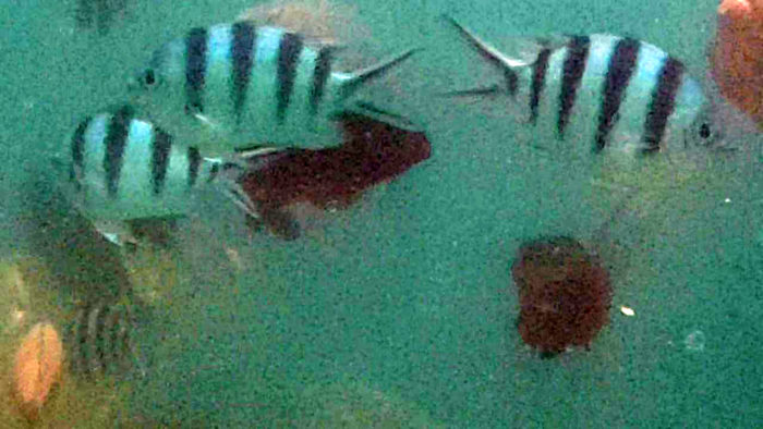 Sergeant fishes in Subic, (Zambales Philippines)
